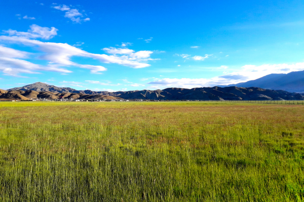 grassland in India