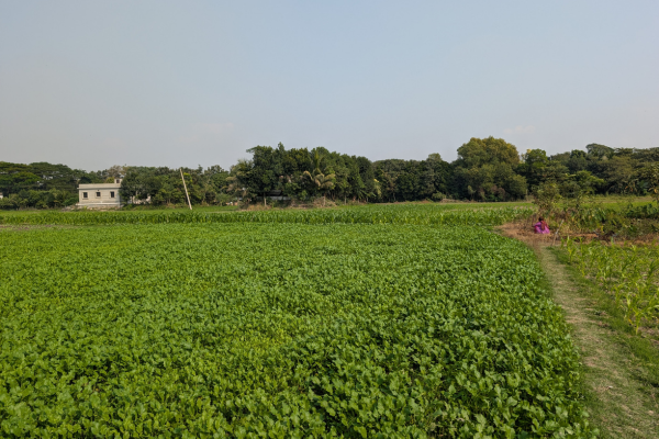 A farm in Comilla District Bangladesh