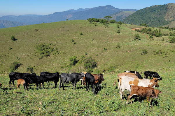 Livestock grazing in Southern Africa