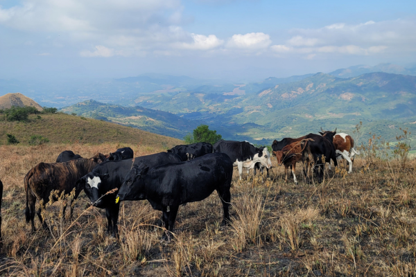 Livestock grazing in Southern Africa