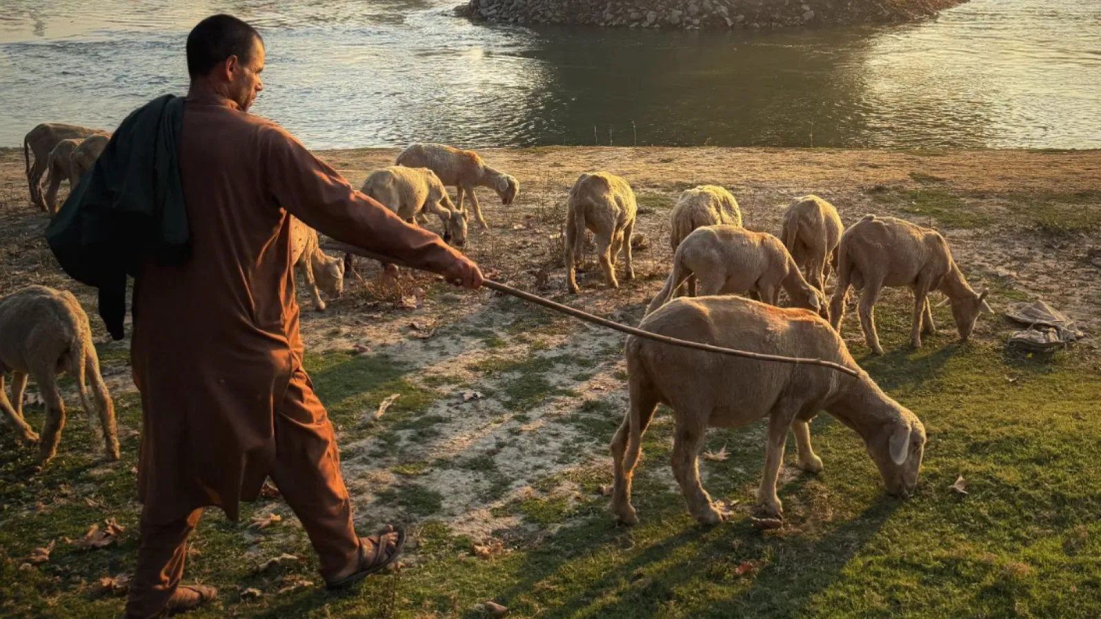 Shepard with sheep at the rivers edge
