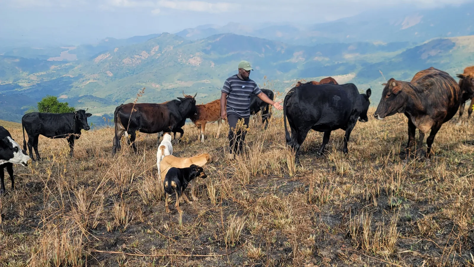 Man with livestock in Southern Africa