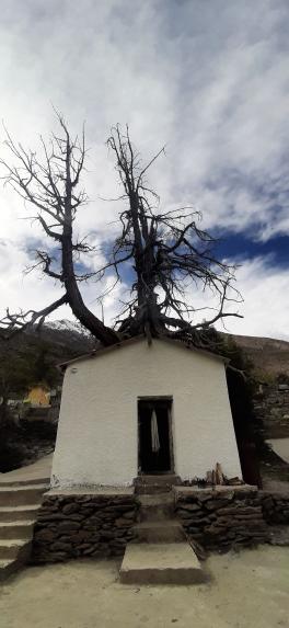 Shungma Juniper Tree