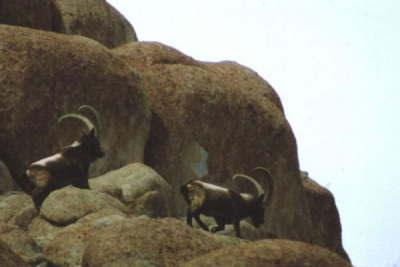 Ibex