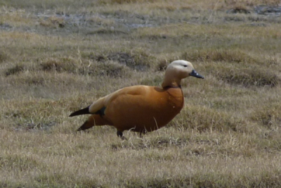 Ruddy Shelduck
