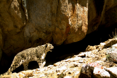 mountain lion