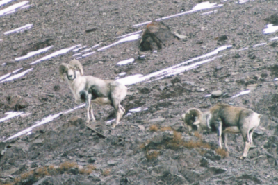 Mountain goats