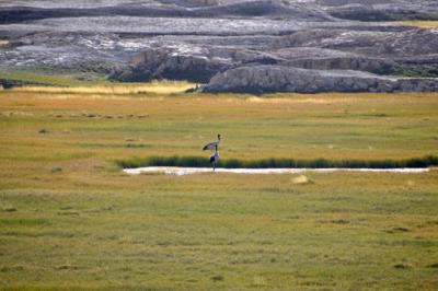 Black necked cranes near Tsokar Lake