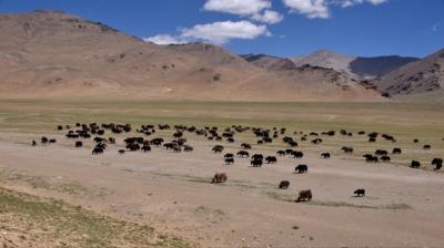 Yaks out for grazing near Tsokar lake