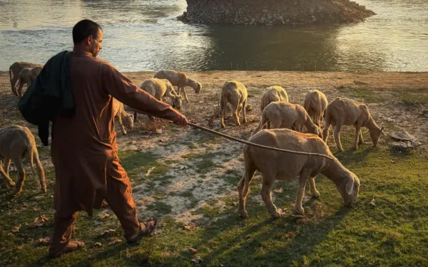 Shepard with sheep