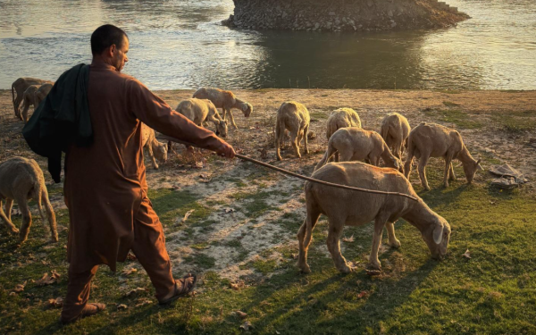 Shepard with sheep at the rivers edge