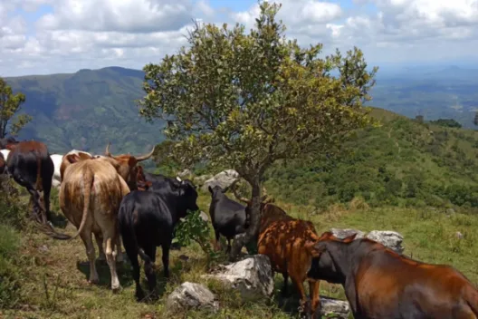 Livestock grazing in Southern Africa