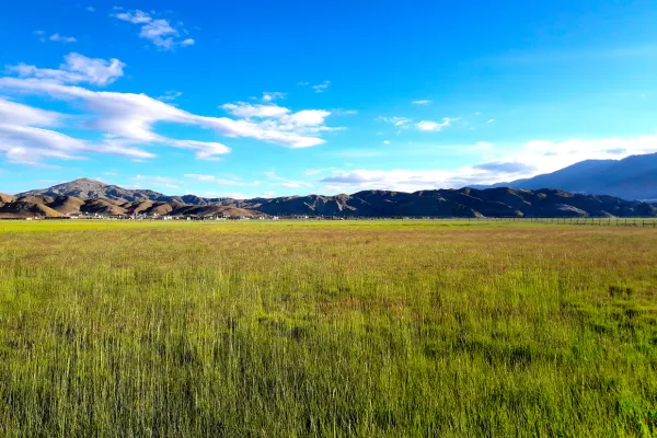 grassland in India
