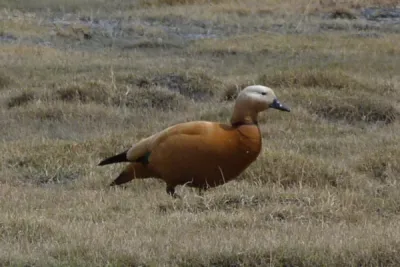 Ruddy Shelduck
