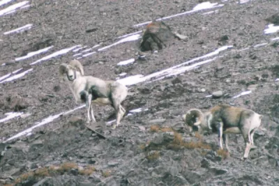 Mountain goats