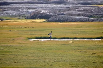 Black necked cranes near Tsokar Lake