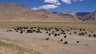 Yaks out for grazing near Tsokar lake