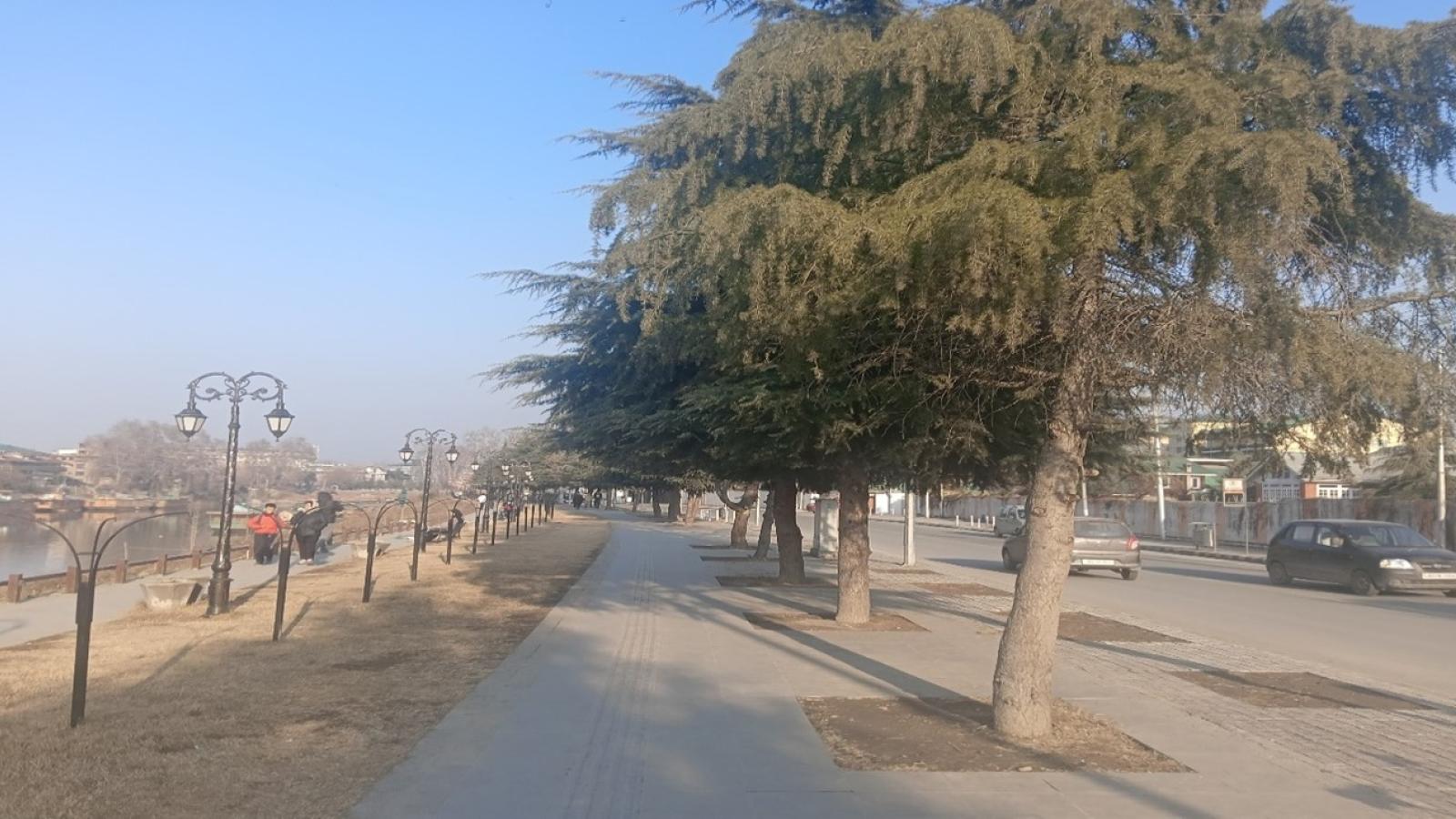 Trees planted along the Jehlum riverfront development.